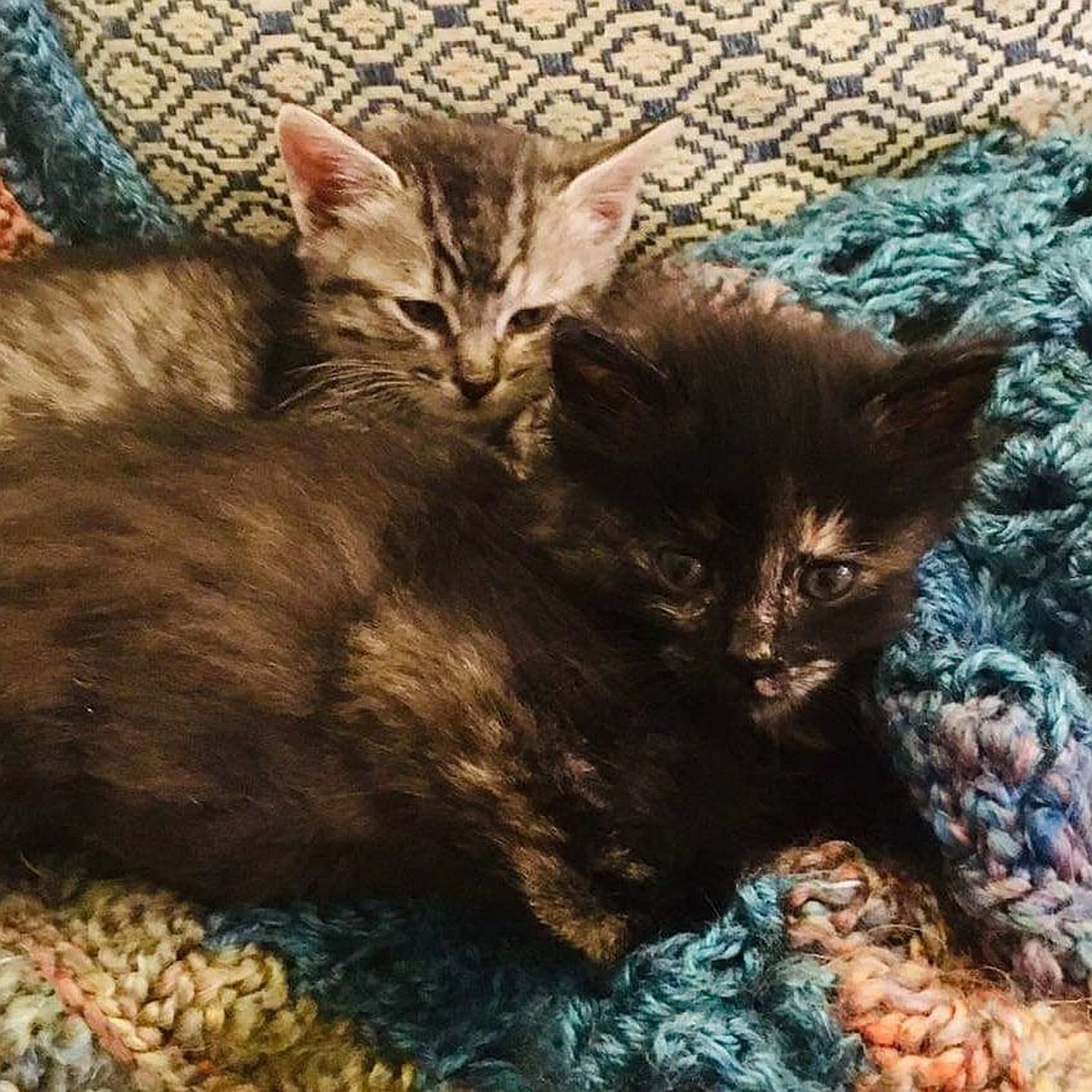 Adopt a Pet | Calliope and Bessie